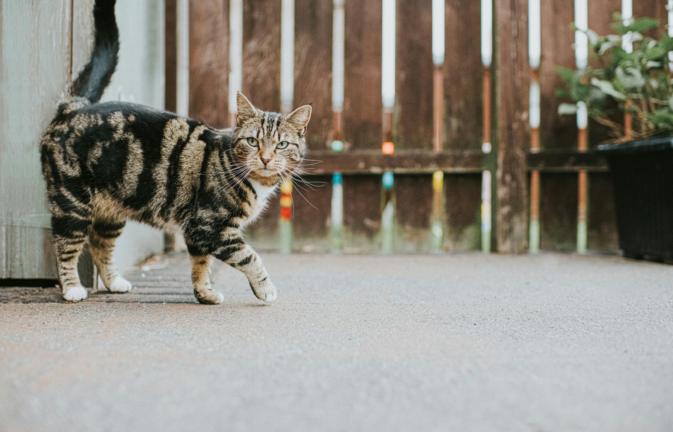 Effective flea clearance collars for cats